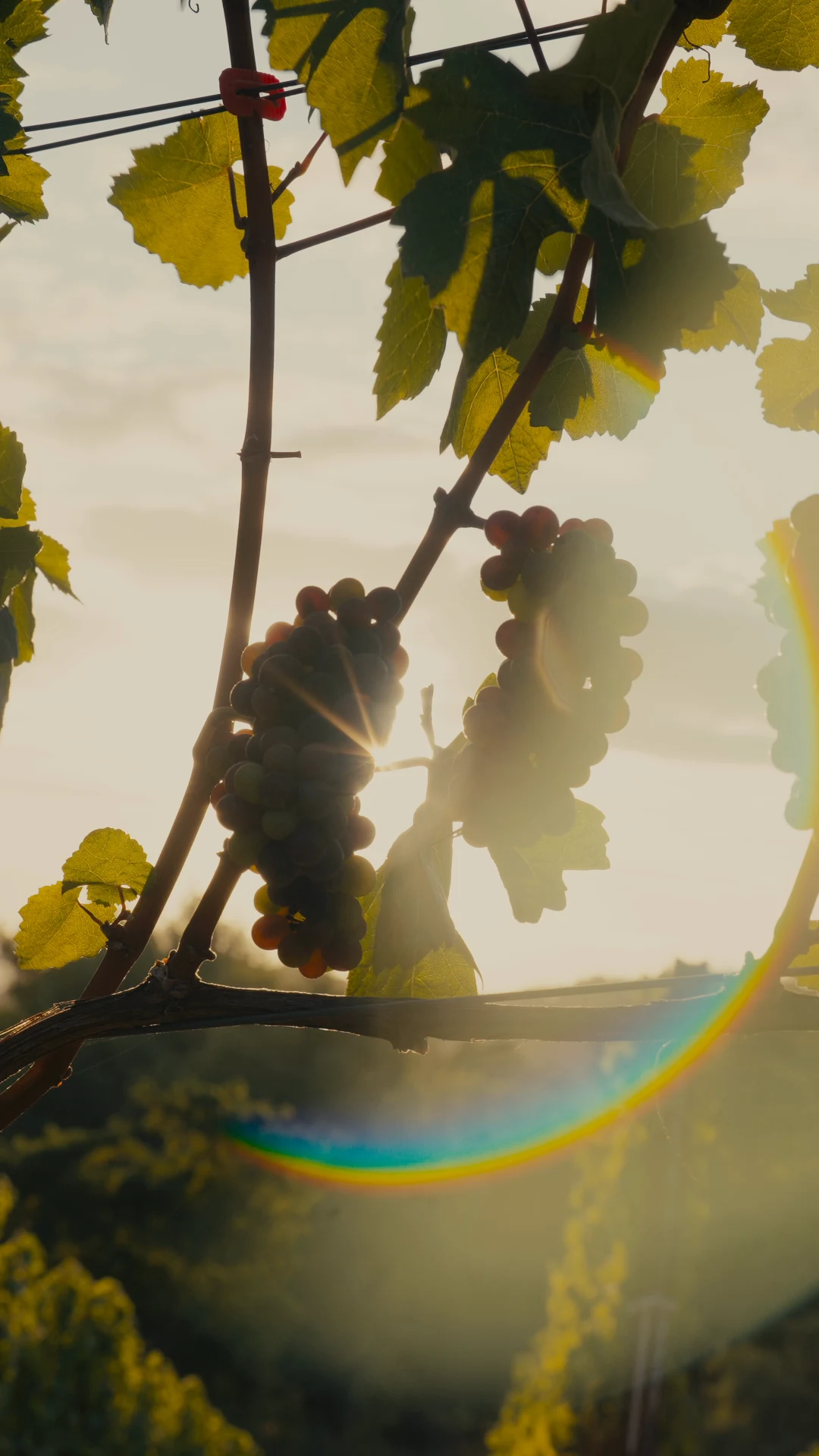 Sunlight through the vines — Willamette Valley