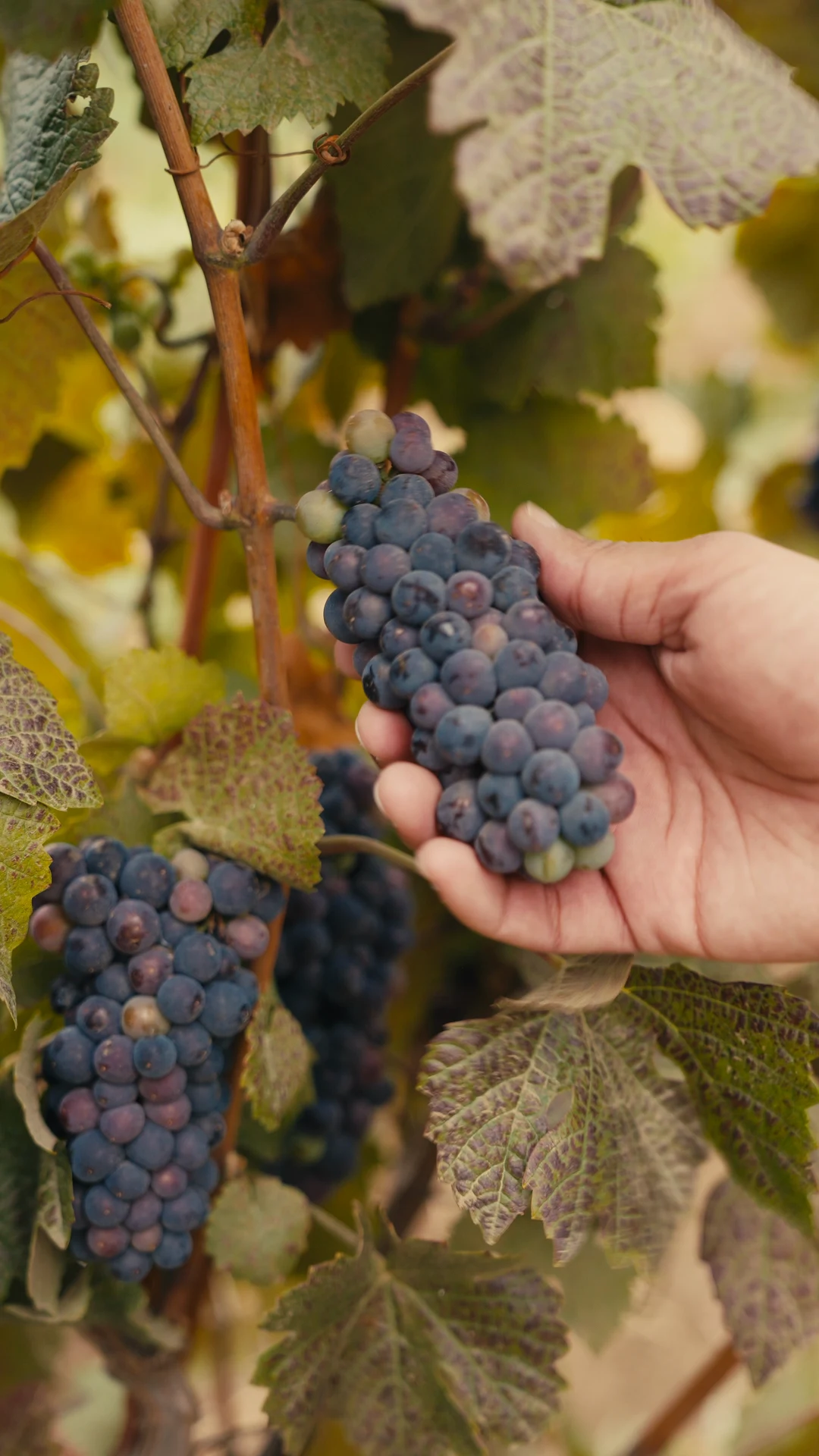 Hand-picked grapes on the vine — Willamette Valley
